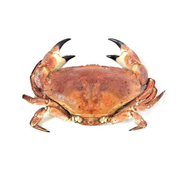 Yengeç