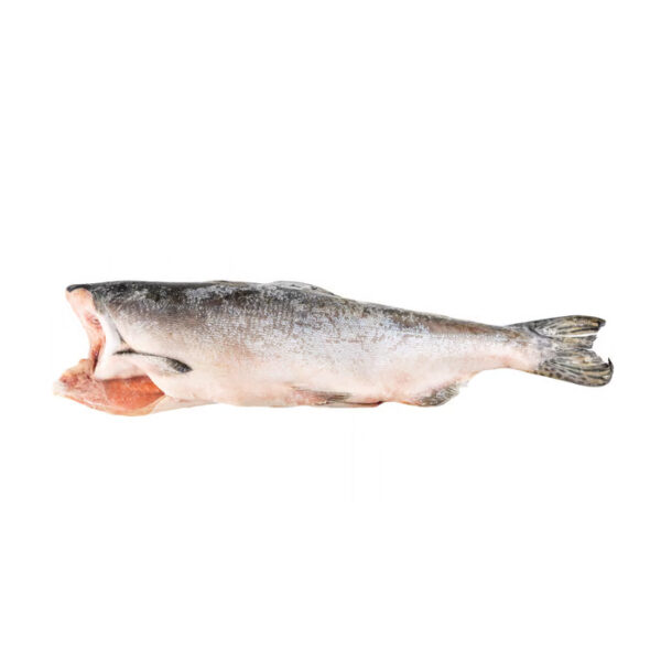 Çipura